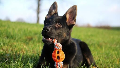 Dog breed which looks fashion like wolf